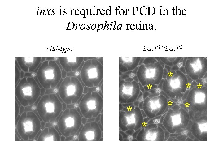 inxs is required for PCD in the Drosophila retina. wild-type inxs. B 94/inxs. P