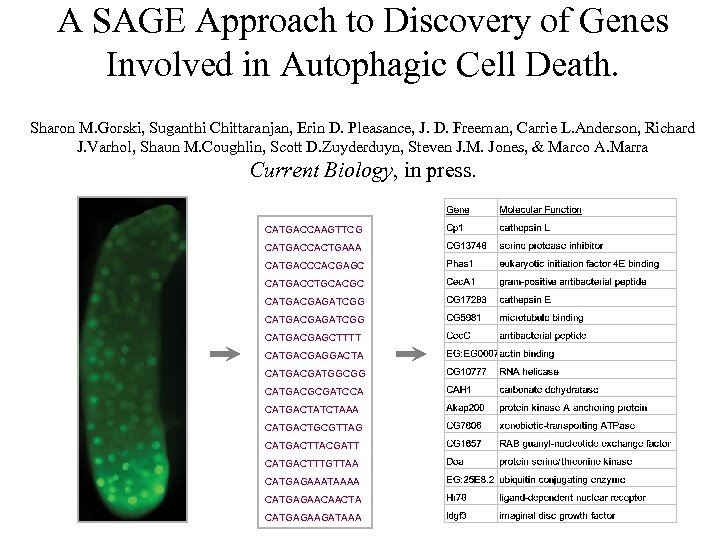 A SAGE Approach to Discovery of Genes Involved in Autophagic Cell Death. Sharon M.