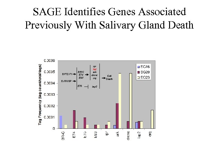 SAGE Identifies Genes Associated Previously With Salivary Gland Death BFTZ-F 1 BR-C E 74