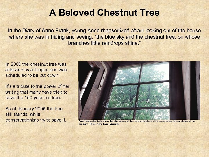 A Beloved Chestnut Tree In the Diary of Anne Frank, young Anne rhapsodized about