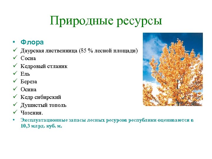 Природные ресурсы • Флора ü ü ü ü ü Даурская лиственница (85 % лесной
