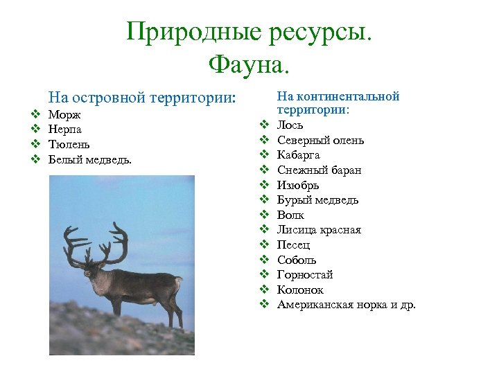 Природные ресурсы. Фауна. На островной территории: v v Морж Нерпа Тюлень Белый медведь. На