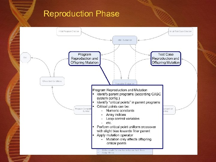 Reproduction Phase 