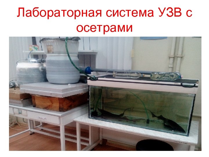 Лабораторная система УЗВ с осетрами 