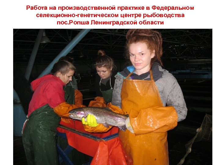 Работа на производственной практике в Федеральном селекционно-генетическом центре рыбоводства пос. Ропша Ленинградской области 