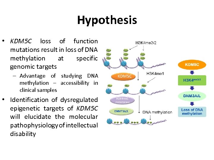 Hypothesis • KDM 5 C loss of function mutations result in loss of DNA