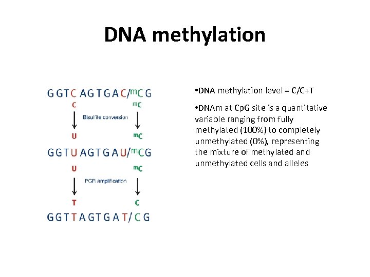 DNA methylation • DNA methylation level = C/C+T • DNAm at Cp. G site