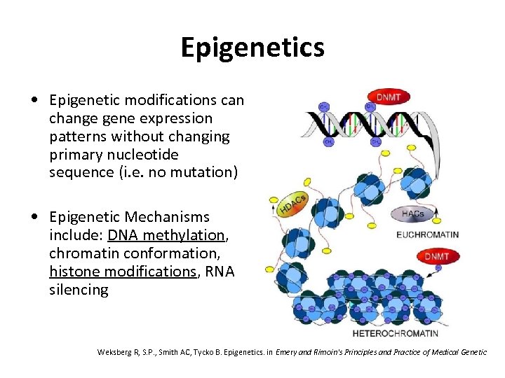 Epigenetics • Epigenetic modifications can change gene expression patterns without changing primary nucleotide sequence