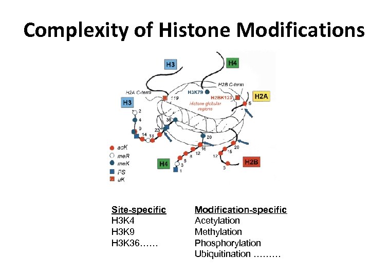 Complexity of Histone Modifications Site-specific H 3 K 4 H 3 K 9 H