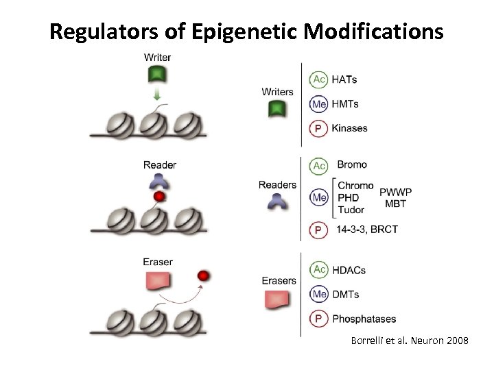 Regulators of Epigenetic Modifications Borrelli et al. Neuron 2008 