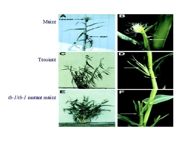 Maize Teosinte tb-1/tb-1 mutant maize 