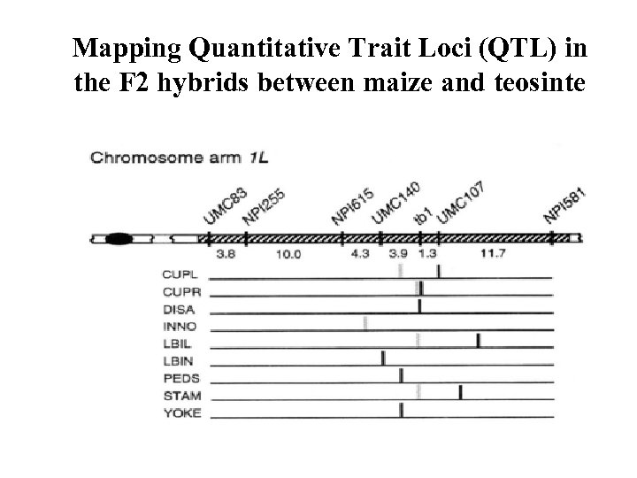 Mapping Quantitative Trait Loci (QTL) in the F 2 hybrids between maize and teosinte