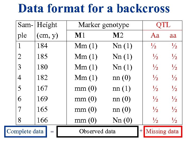 Data format for a backcross Sam- Height ple (cm, y) 1 184 2 185