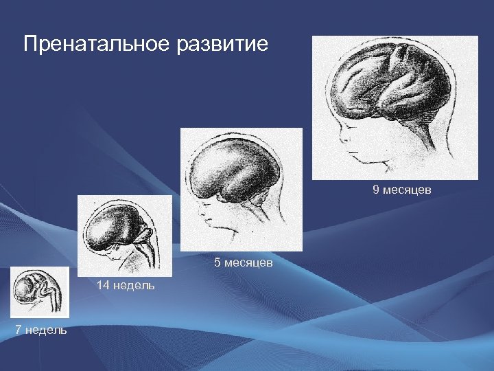 Пренатальное развитие 9 месяцев 5 месяцев 14 недель 7 недель 