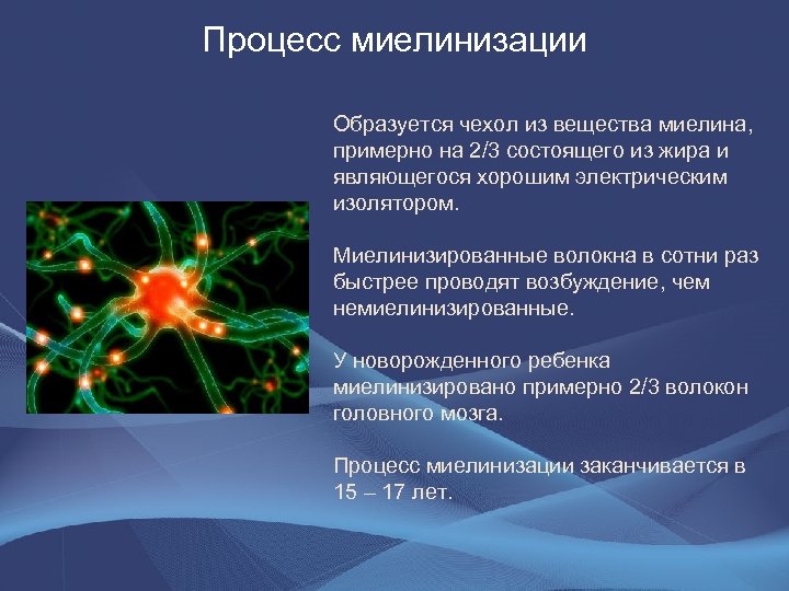 Процесс миелинизации Образуется чехол из вещества миелина, примерно на 2/3 состоящего из жира и