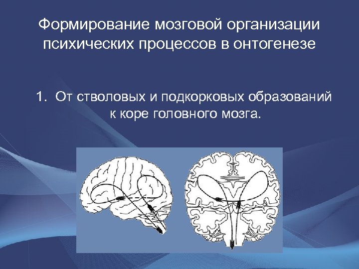 Формирование мозговой организации психических процессов в онтогенезе 1. Oт стволовых и подкорковых образований к