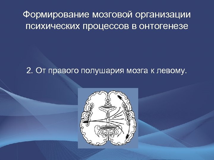 Формирование мозговой организации психических процессов в онтогенезе 2. От правого полушария мозга к левому.