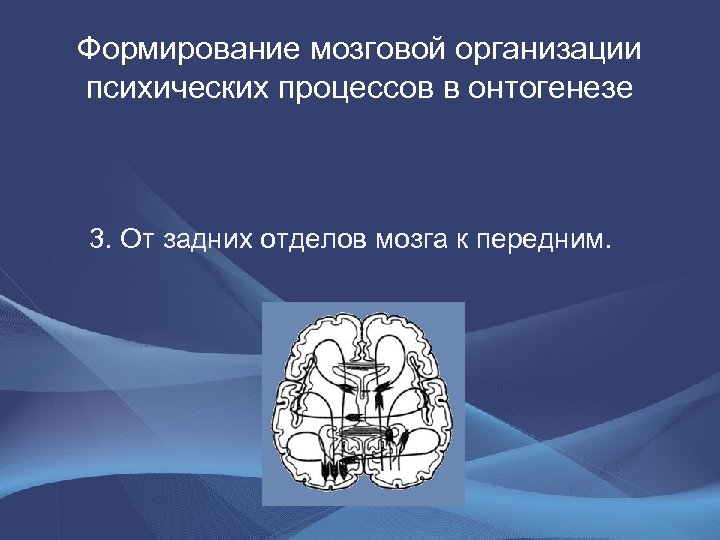 Формирование мозговой организации психических процессов в онтогенезе 3. От задних отделов мозга к передним.