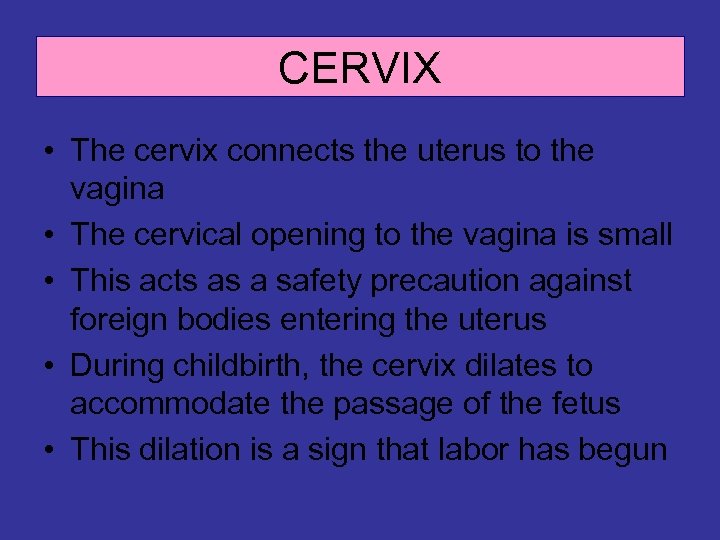 Female Reproductive System 16 3 Female Reproductive