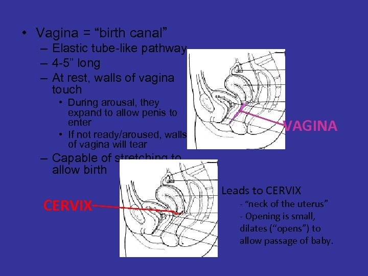 Female Reproductive System 16 3 Female Reproductive