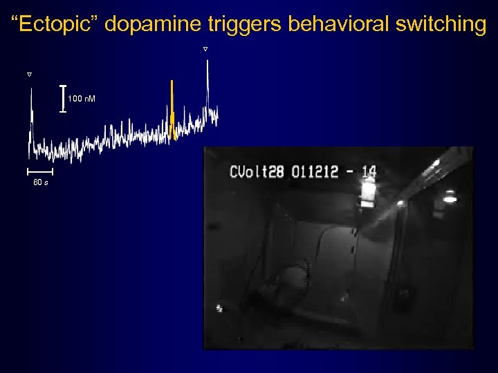 “Ectopic” dopamine triggers behavioral switching 100 n. M 60 s 