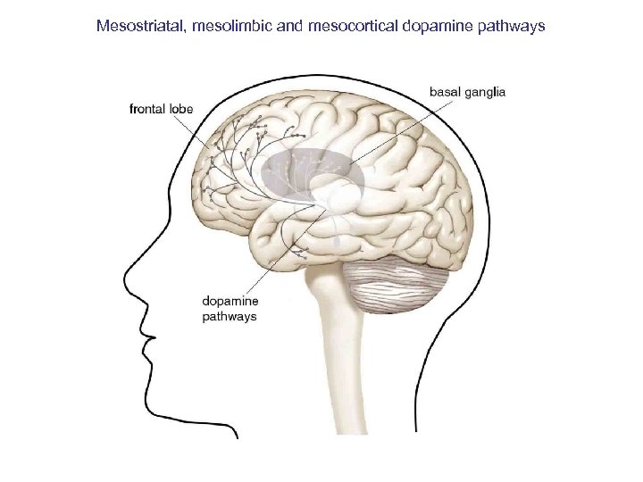 Mesostriatal, mesolimbic and mesocortical dopamine pathways 