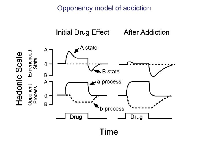 Opponency model of addiction 