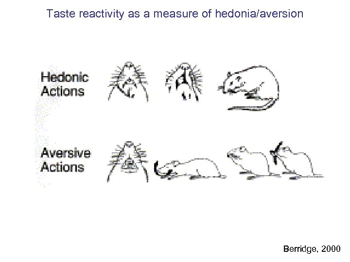 Taste reactivity as a measure of hedonia/aversion Berridge, 2000 