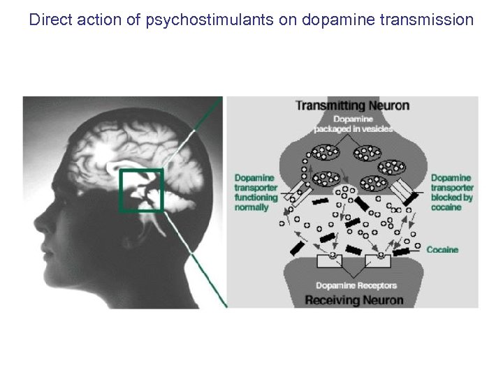 Direct action of psychostimulants on dopamine transmission 