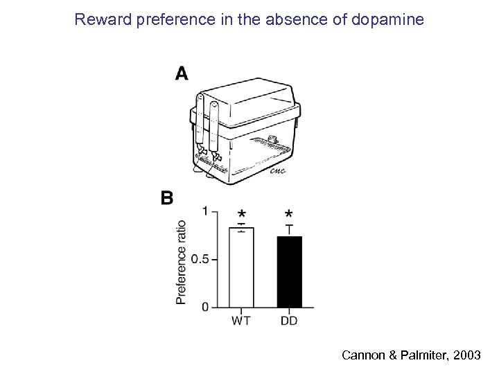 Reward preference in the absence of dopamine Cannon & Palmiter, 2003 