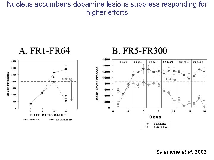 Nucleus accumbens dopamine lesions suppress responding for higher efforts Salamone et al, 2003 