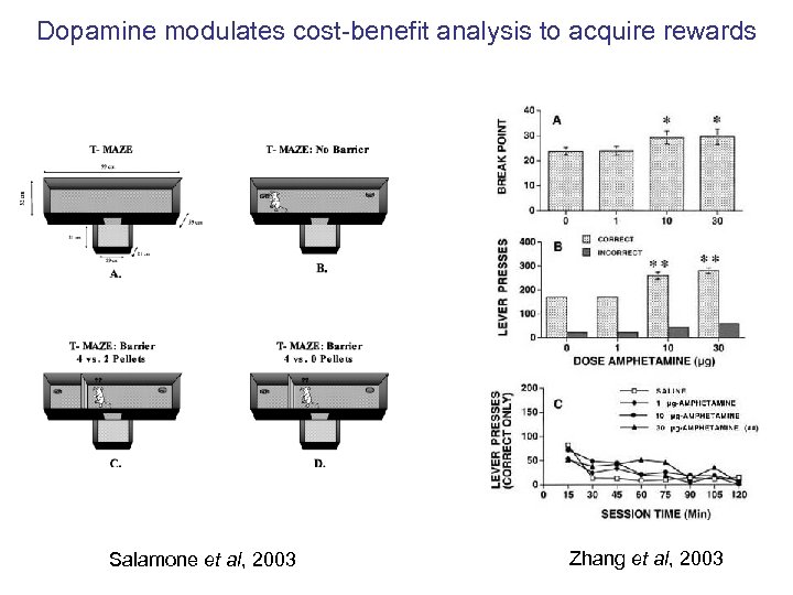 Dopamine modulates cost-benefit analysis to acquire rewards Salamone et al, 2003 Zhang et al,