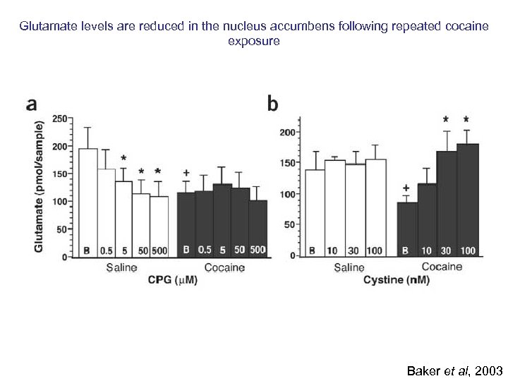 Glutamate levels are reduced in the nucleus accumbens following repeated cocaine exposure Baker et