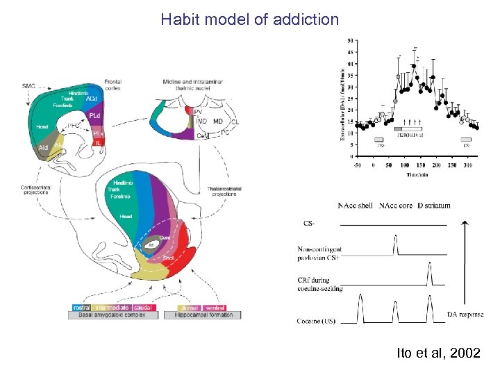 Habit model of addiction Ito et al, 2002 