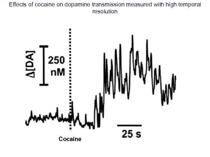 Effects of cocaine on dopamine transmission measured with high temporal resolution Cocaine 