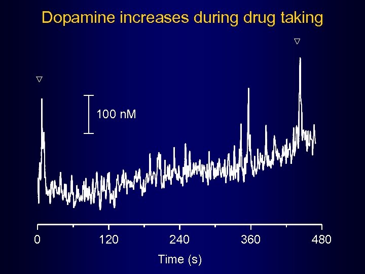 Dopamine increases during drug taking 100 n. M 0 120 240 Time (s) 360