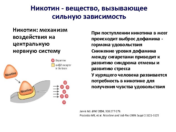 Никотин - вещество, вызывающее сильную зависимость Никотин: механизм воздействия на центральную нервную систему При