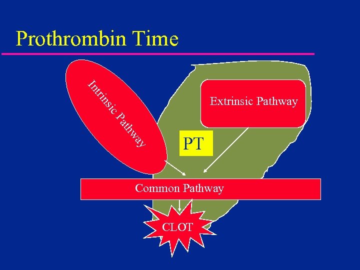 Prothrombin Time tri In ic ns Extrinsic Pathway ay thw Pa PT Common Pathway