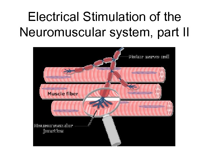 Electrical Stimulation of the Neuromuscular system, part II 