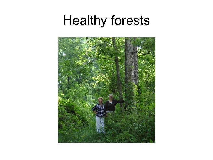Healthy forests 
