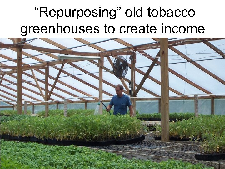 “Repurposing” old tobacco greenhouses to create income 