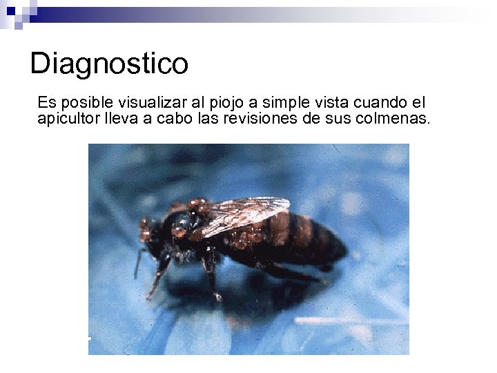 Diagnostico Es posible visualizar al piojo a simple vista cuando el apicultor lleva a