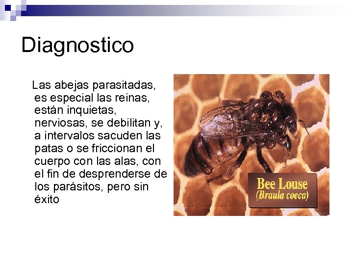 Diagnostico Las abejas parasitadas, es especial las reinas, están inquietas, nerviosas, se debilitan y,