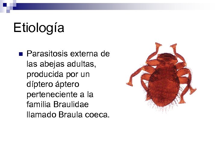 Etiología n Parasitosis externa de las abejas adultas, producida por un díptero áptero perteneciente