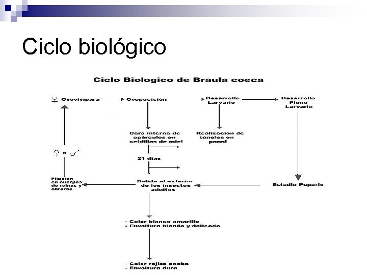 Ciclo biológico 