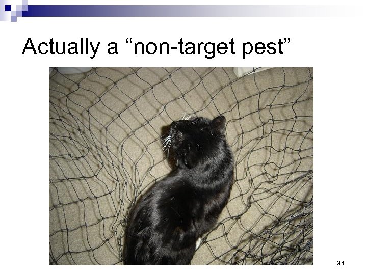 Actually a “non-target pest” 31 