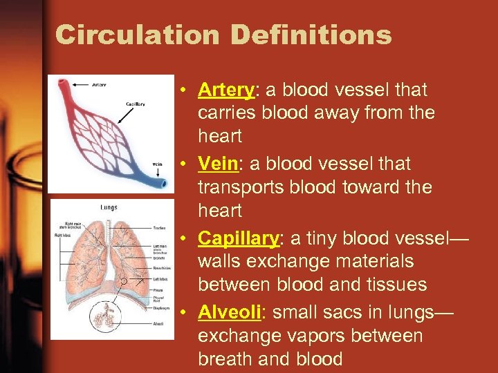 Circulation Definitions • Artery: a blood vessel that carries blood away from the heart