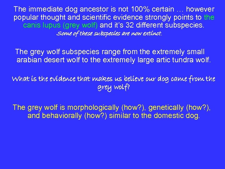 The immediate dog ancestor is not 100% certain … however popular thought and scientific