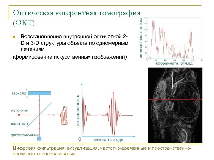 Оптическая когерентная томография (ОКТ) Восстановление внутренней оптической 2 D и 3 -D структуры объекта