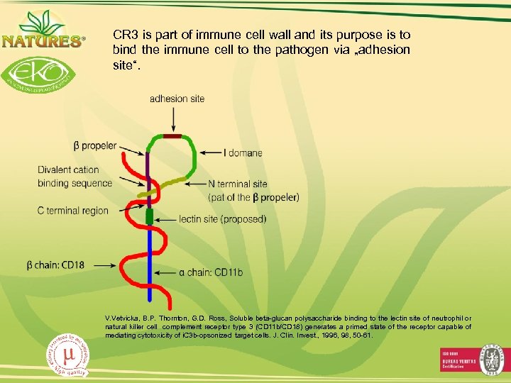 CR 3 is part of immune cell wall and its purpose is to bind